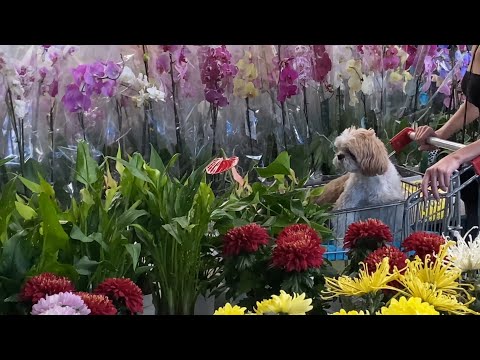 Видео: Растения В САДОВОМ ЦЕНТРЕ 💙💛Киев 🌳Эпицентр