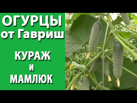 Видео: Огурцы Кураж и Мамлюк от Гавриш. Сравнение зеленцов.