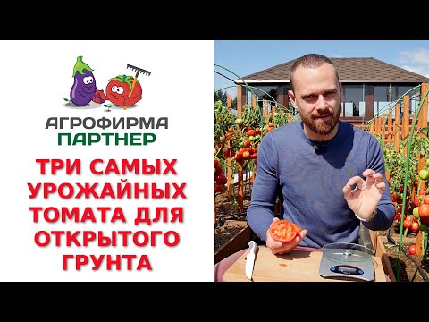 Видео: ТРИ САМЫХ УРОЖАЙНЫХ ТОМАТА ДЛЯ ОТКРЫТОГО ГРУНТА