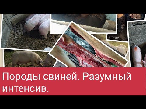 Видео: Интенсивный откорм свиней в Германии и на Алтае. Породы свиней.