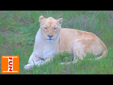 Видео: Парк львов Тайган выпуск львов катаемся на паровозике Lions Park Taigan