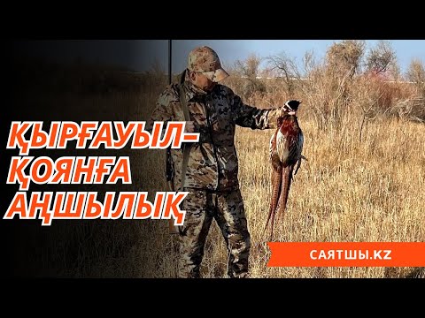 Видео: Жаңа итті ауыздандыру. Қырғауыл қоянға аңшылық! Алғашқы қар!
