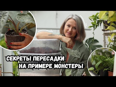 Видео: Секреты пересадки на примере монстеры Альба / разрыхлители грунта / особенности горшка / дренаж