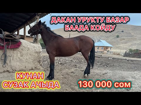 Видео: ӨЗҮМ ТАБИЯЛАЙМЫН ДЕГЕНДЕР КӨРСҮН