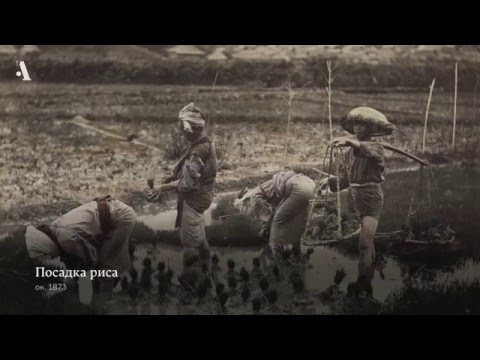 Видео: Рис и рыба. Из курса «Как понять Японию»
