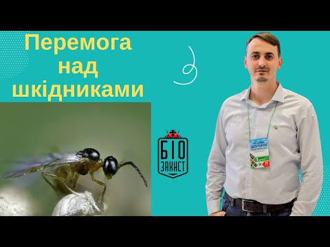 Видео: Захист від шкідників в теплиці. Біологічний захист рослин. Як перемогти тріпса, кліща, білокрилку...