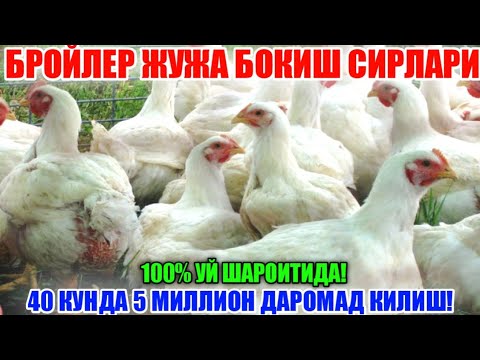 Видео: БРОЙЛЕР ЖУЖА БОКИШ 100% МАЛУМОТ /// УЙ ШАРОИТИДА 5 МИЛЛИОН ДАРОМАД ТОПИШ /// ДУМБОК ЖУЖА БОКИШ