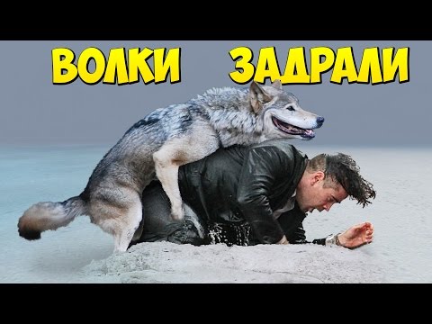 Видео: ВОЛКИ ЗАДРАЛИ