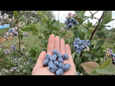 Видео: Свежие ягоды ГОЛУБИКИ и какова их польза