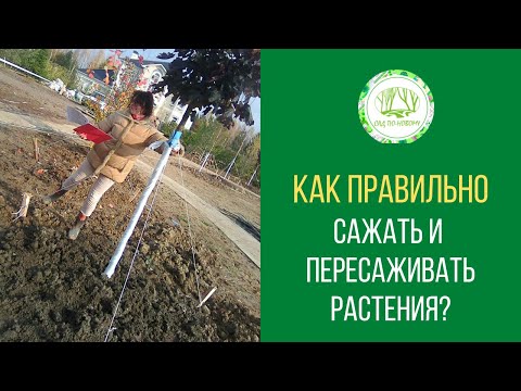 Видео: Как правильно сажать и пересаживать растения