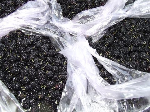Видео: Заморозка шелковицы просто вкусно полезно