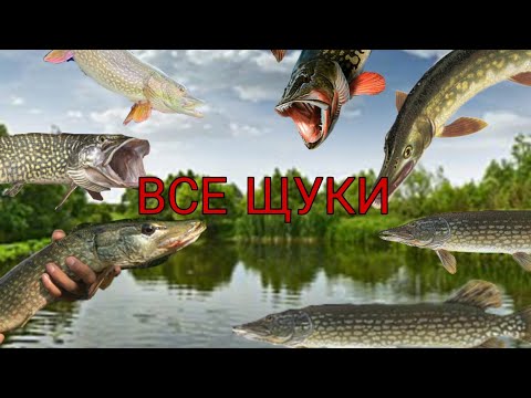 Видео: ЛОВЛЮ ВСЕХ ЩУК В MY FISHING WORLD!!!