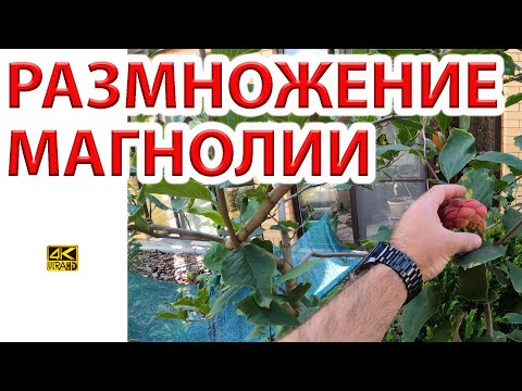 Видео: Как размножать Магнолию. Семена, черенки, отводки.
