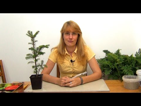 Видео: Бонсай из пихты. Посадка и первое формирование.