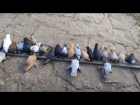 Видео: Осінь, завершення сезону, уборка і побілка в голуб'ятні.