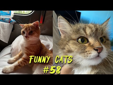 Видео: Смешные КОТЫ #58 / Лучшие приколы 2022 / Funny cats.