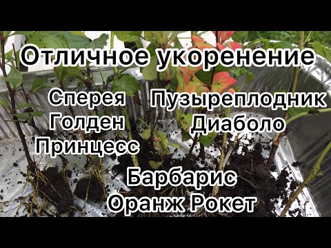 Видео: СЮРПРИЗ‼️ ОТЛИЧНЫЙ РЕЗУЛЬТАТ УКОРЕНЕНИЯ спиреи Голден Принцесс, Пузыреплодника Диаболо, барбарисов.