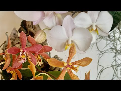 Видео: Фалинопсисы на блоках. Phalaenopsis Bronze Maiden. Phalaenopsis philippinensis.