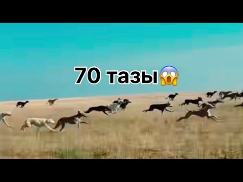 Видео: Топтық жарыс 70 тазы