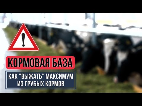Видео: Создаем план кормления молочного стада на год!