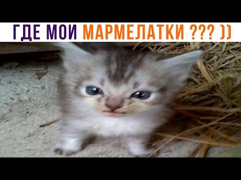 Видео: ГДЕ МОИ МАРМЕЛАТКИ??? ))) Приколы с котами | Мемозг 1256