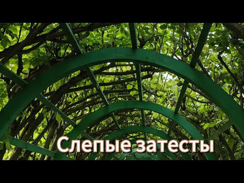 Видео: Усадебные слепые затесты с Катериной