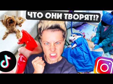 Видео: КАК ОНИ МУЧАЮТ ЖИВОТНЫХ В ТИКТОК И ИНСТАГРАМ РАДИ ПРОСМОТРОВ?!