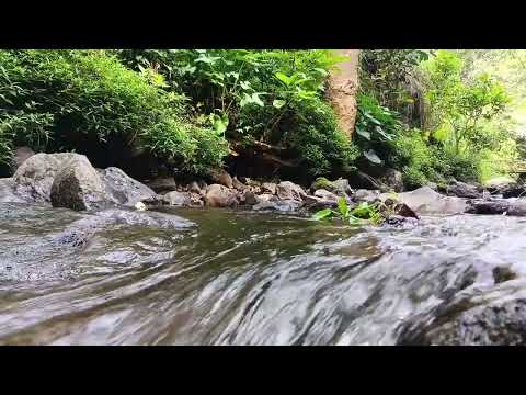 Видео: Река с птицами ASMR: успокаивающие звуки воды и птиц