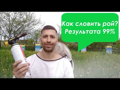 Видео: Как поймать рой пчёл. Результат 99%. Готовим улей или ловушку, чтобы словить пчелиный рой.