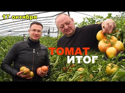 Видео: Выращивание овощей в теплице. Томат. Результат на лицо