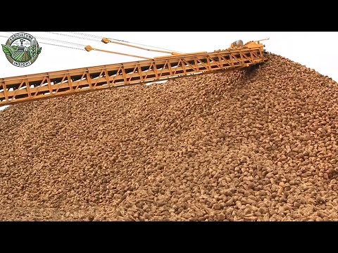 Видео: 36 миллионов тонн сахарной свеклы собирают для производства сахара | Документальный фильм о сельс...