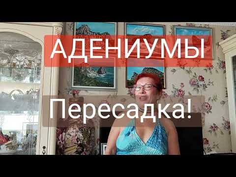 Видео: 583. 1. АДЕНИУМЫ! Adenium Пересадка, нам 7 месяцев! Фитильный полив. Мои картины, продажа!