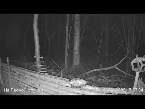 Видео: 🍂НОЯБРЬ в ЛЕСУ онлайн #Relaxing #природа #звуки леса #птицы #погода🍁