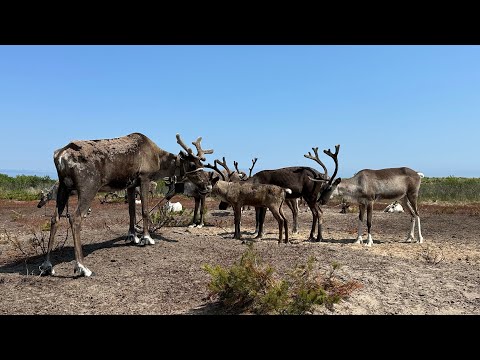 Видео: Путешествие на маяки Пильтун, Чайво, Ныйво.Разведка дороги на Погиби.