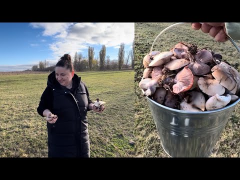 Видео: Такого грибного улову ми ще не бачили! Повні кошики грибів 🍄🔥