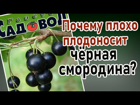 Видео: Почему плохо плодоносит черная смородина