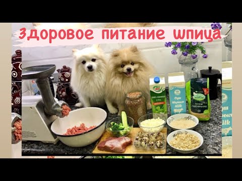 Видео: Домашнее правильное питание для шпицев:::и глазки не «текут»!!! на личном опыте❤️❤️❤️👍👍👍