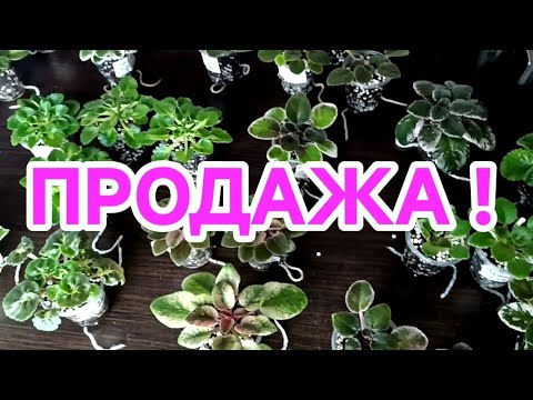Видео: ПРОДАЖА ФИАЛОК! ОНЛАЙН МАГАЗИН.