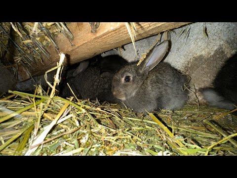 Видео: Кролики В Яме Эпизод 3, Первое Потомство, Проблемы Продолжаются, Расширение третий этаж