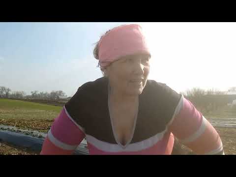 Видео: нематода на полуниці і не тільки.