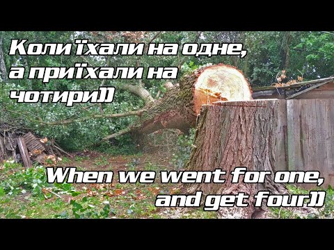 Видео: Валимо велику тополю й три сухі в'яза They cut down a large poplar and three dry elms