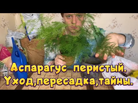 Видео: Аспарагус перистый ,уход ,пересадка и секреты пышности .Прекрасный и воздушный .