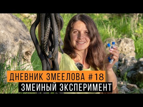 Видео: Ловим змей на ЗМЕИНОЙ горе - Научный эксперимент в Берёзовке /Дневник Змеелова 18 / Змеелов - ученый