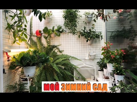 Видео: МОЙ ЗИМНИЙ САД НА ЛОДЖИИ 2019