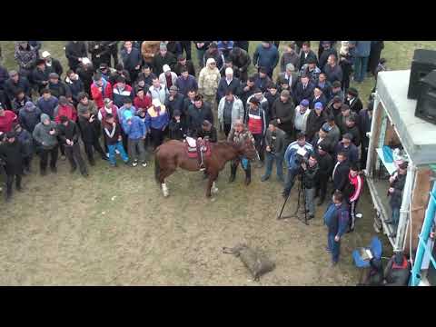 Видео: Көкпар Шардара 23.03.2019 ж. Зәкір ағамыздың көкпар тойы (1-бөлім)