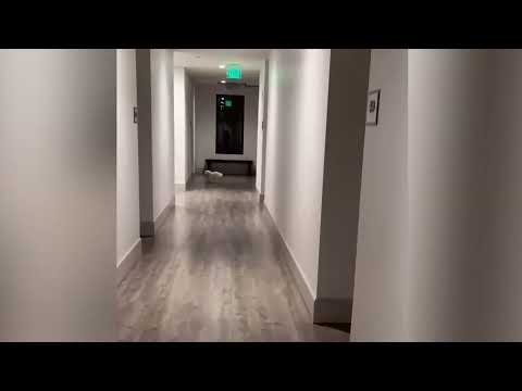 Видео: Смешные животные: идеальный способ полностью украсить ваш день