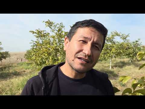 Видео: +992900004489. Калонтарин боғи чормағзи Чандлер дар Тоҷикистон.