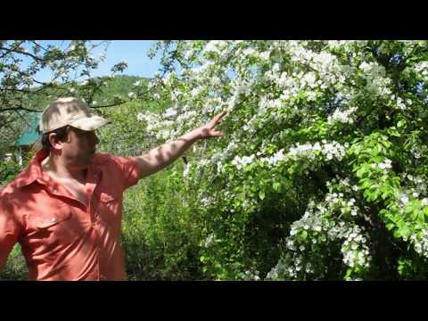 Видео: Домашнее вино  из груш предгорья Жигулей - грушевый сидр ПУАРЕ.