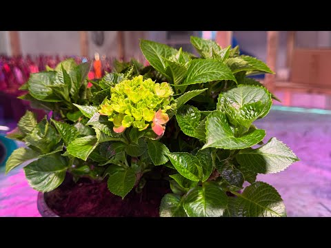 Видео: Принимаю заказы на новинки крупнолистных горензий