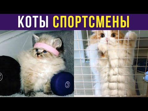 Видео: Приколы с котами. КОТЫ-СПОРТСМЕНЫ | Мемозг #304